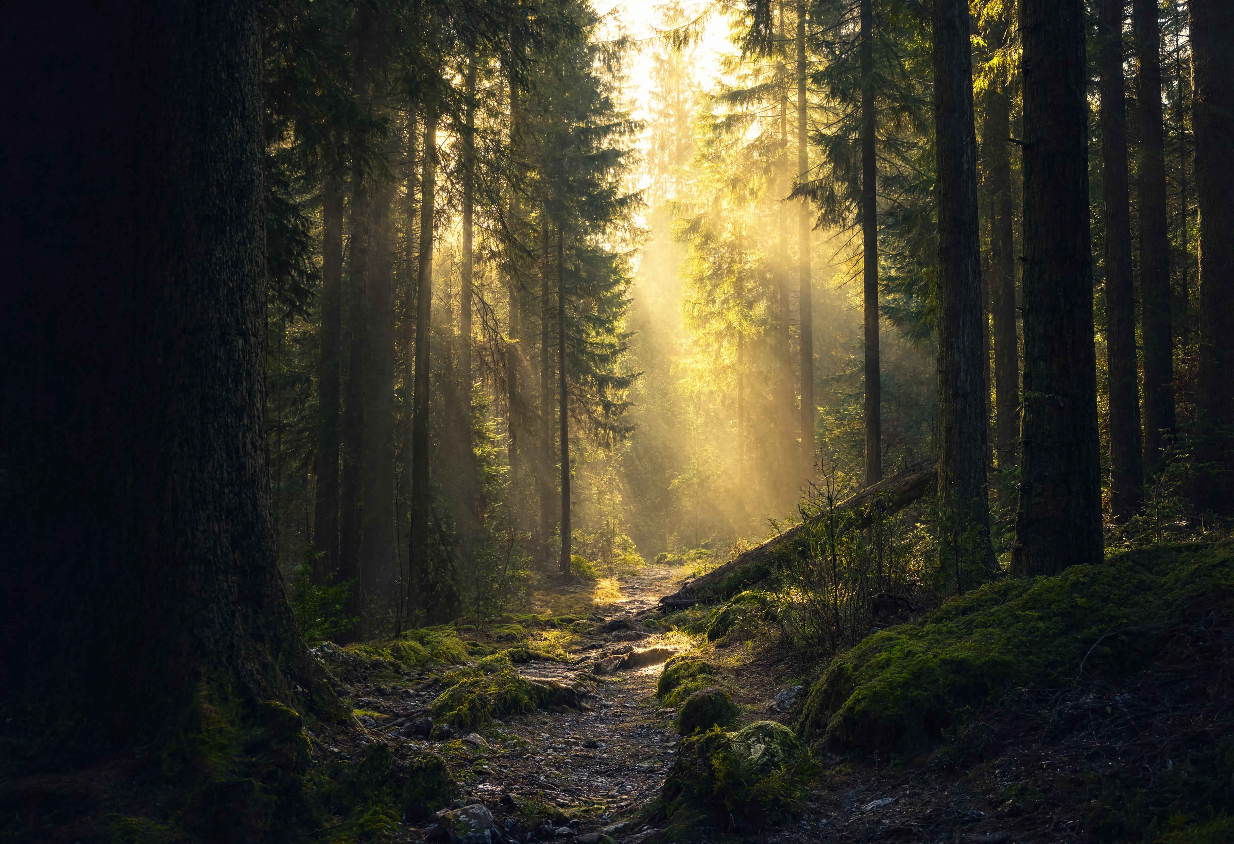 Waldpfad durch bayerische Tannenwälder im Herbstlicht