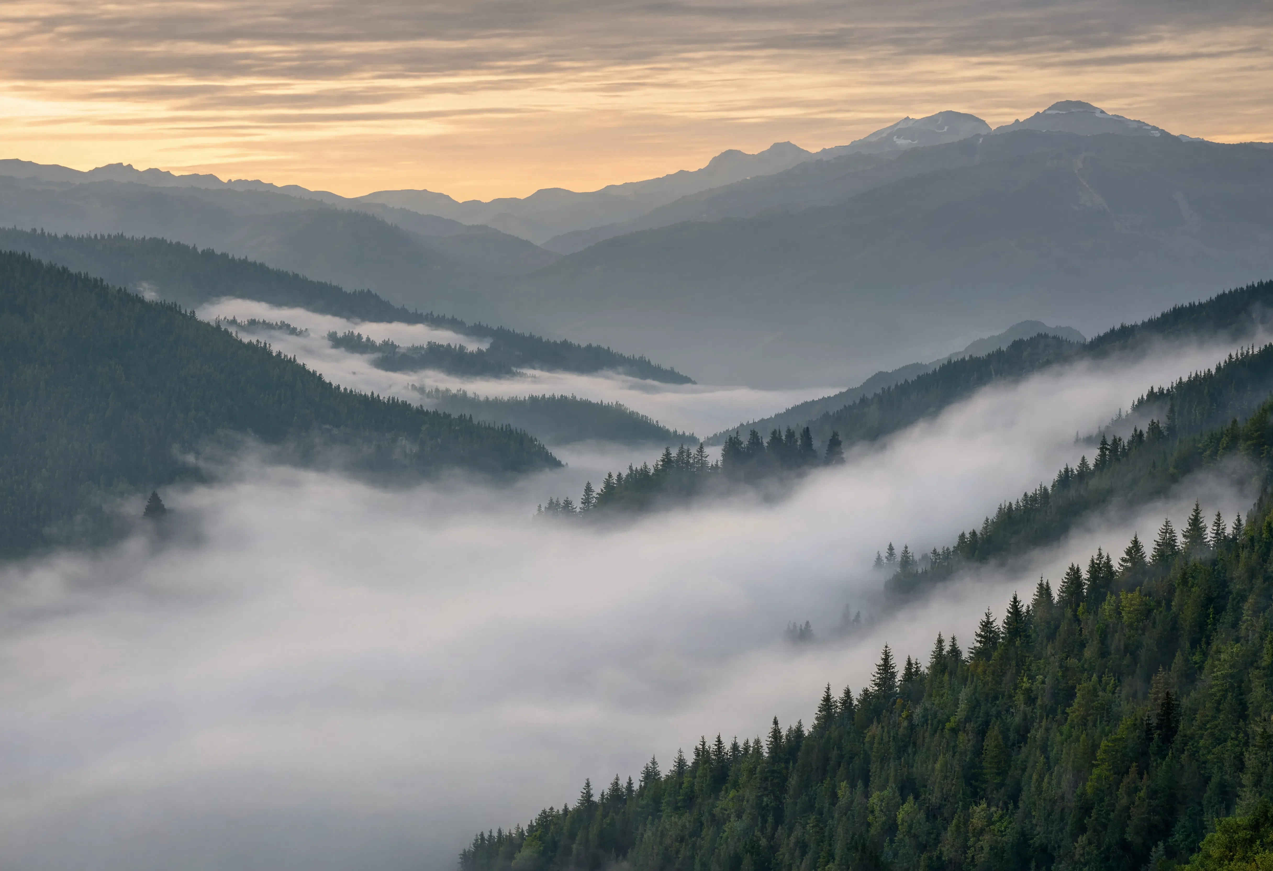 Morgennebel über den Bayerischen Alpen mit Tannenwäldern im Vordergrund